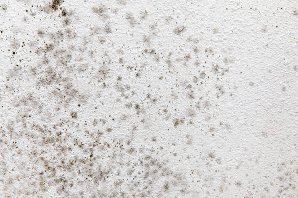Best Airborne Mold Testing  in Monroe, IA