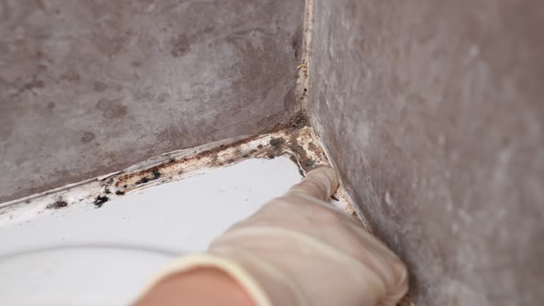 Best Attic Mold Removal  in Monroe, IA